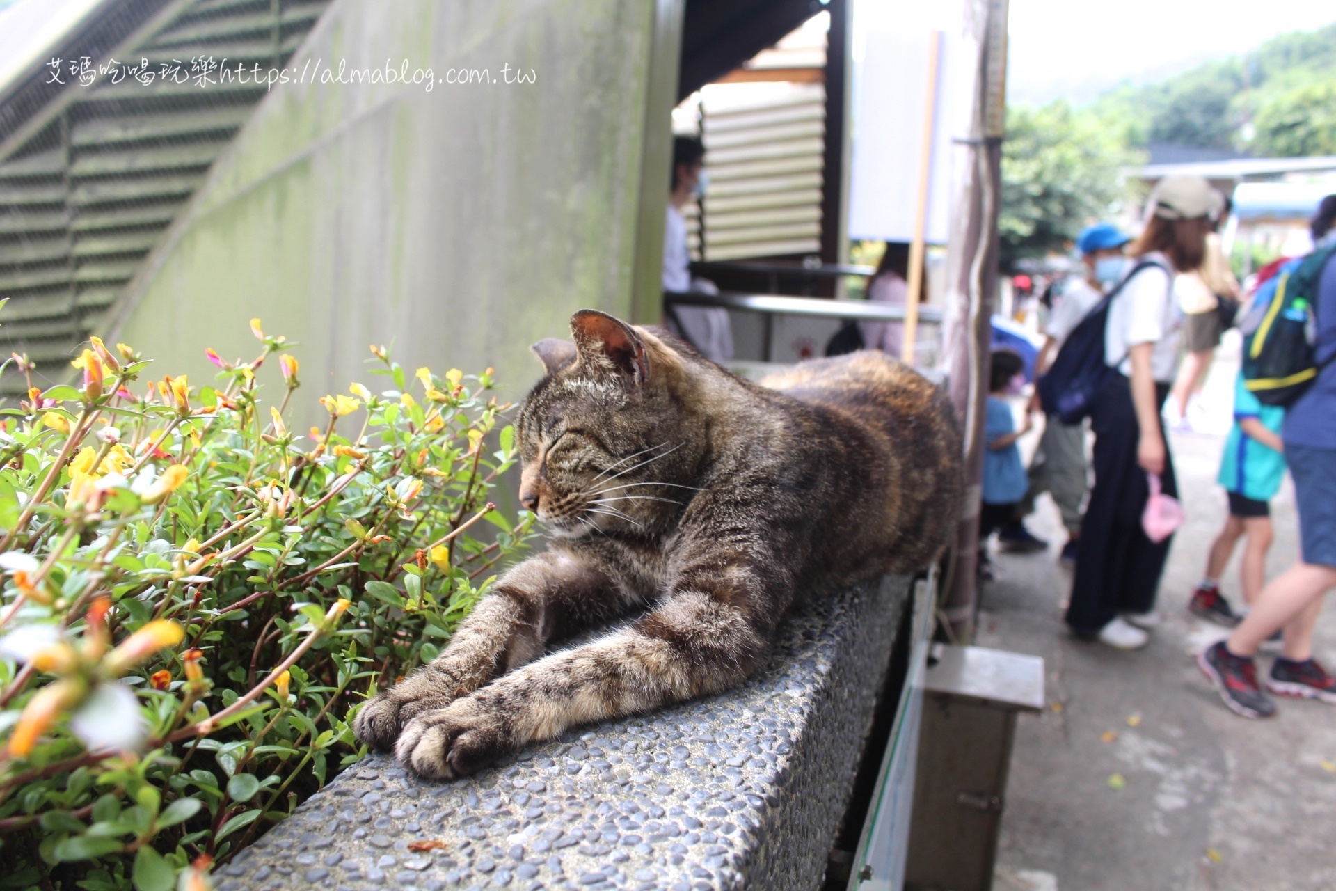 猴硐貓村