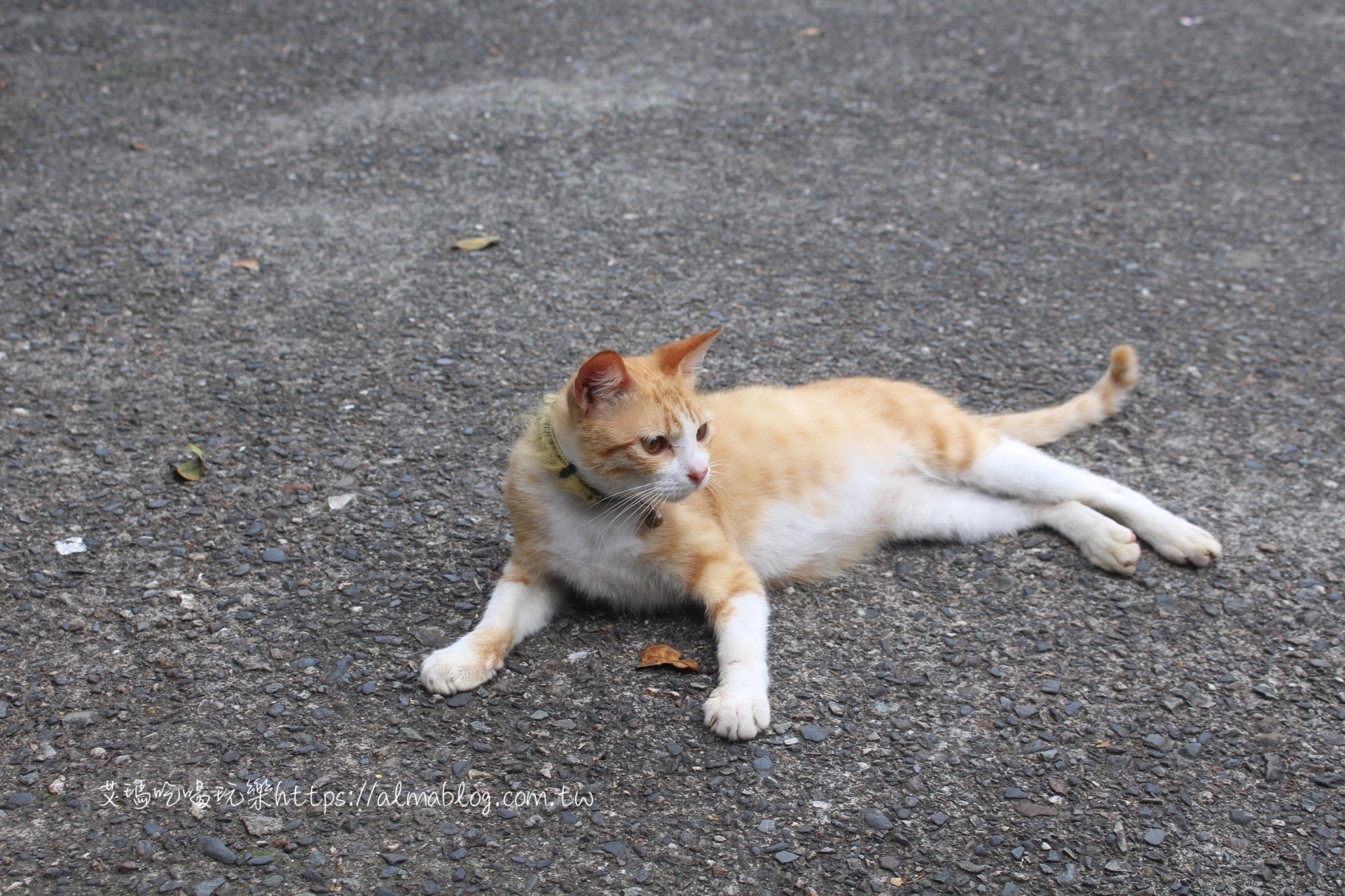 猴硐貓村