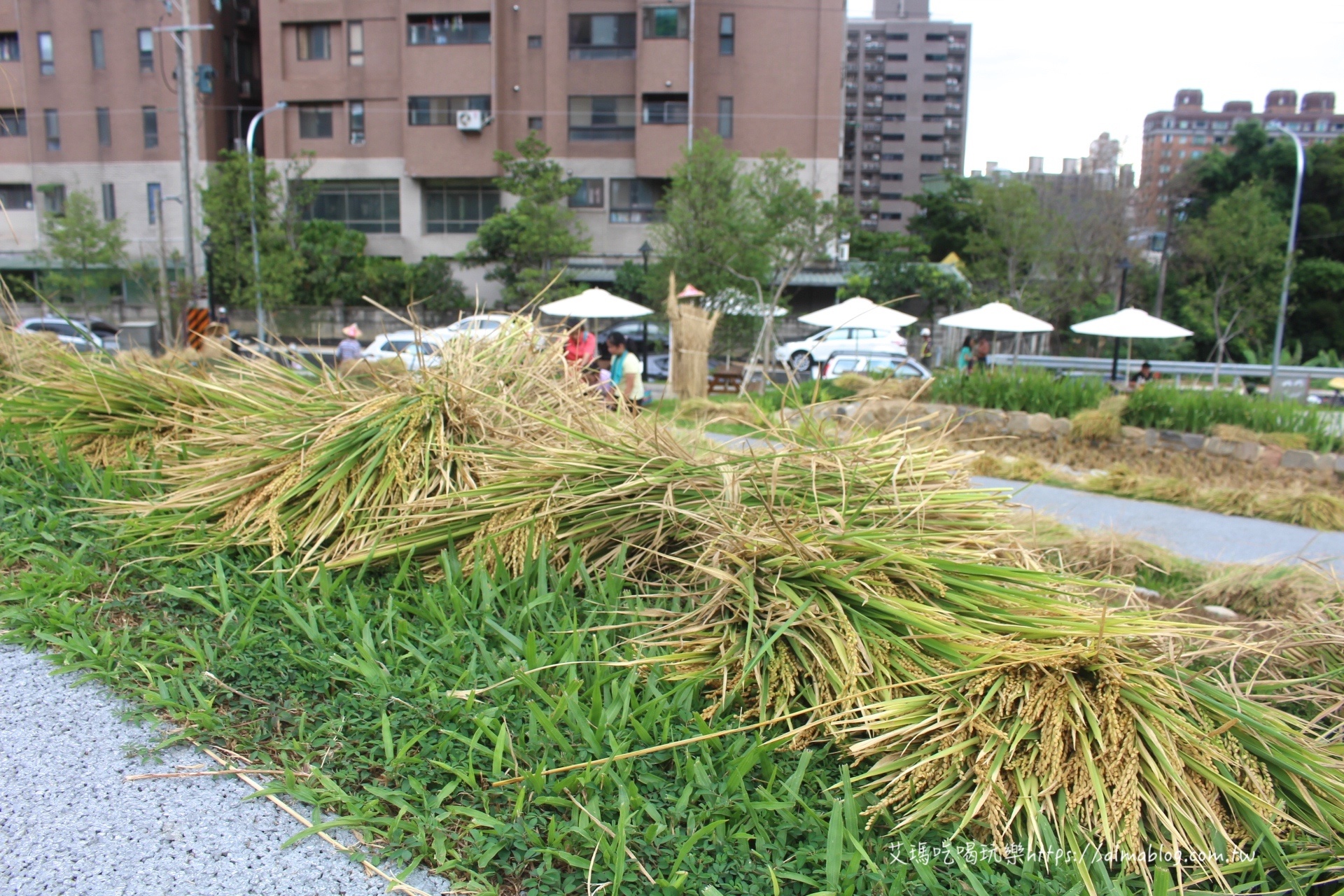 大有梯田生態公園