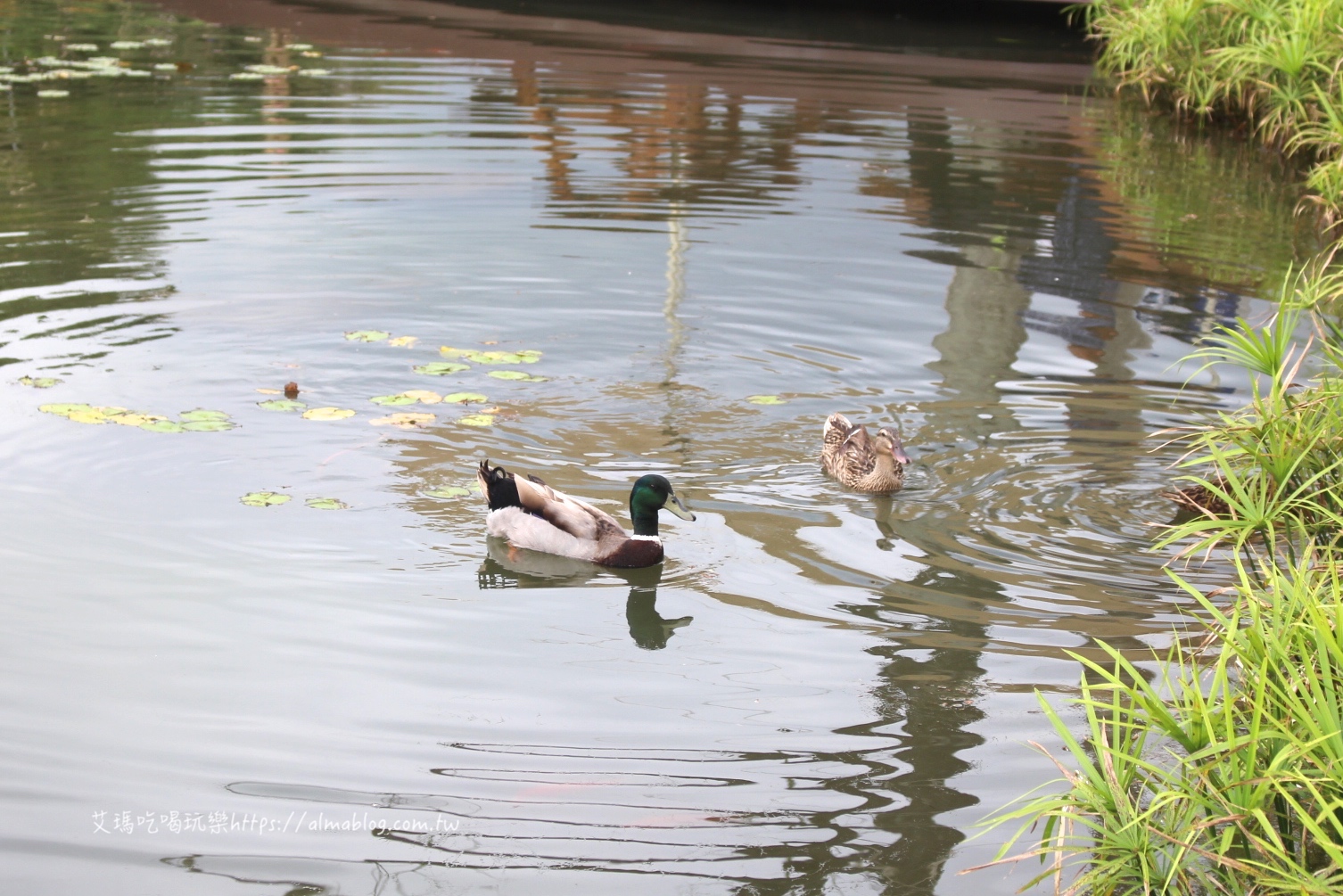 大有梯田生態公園,桃園新公園