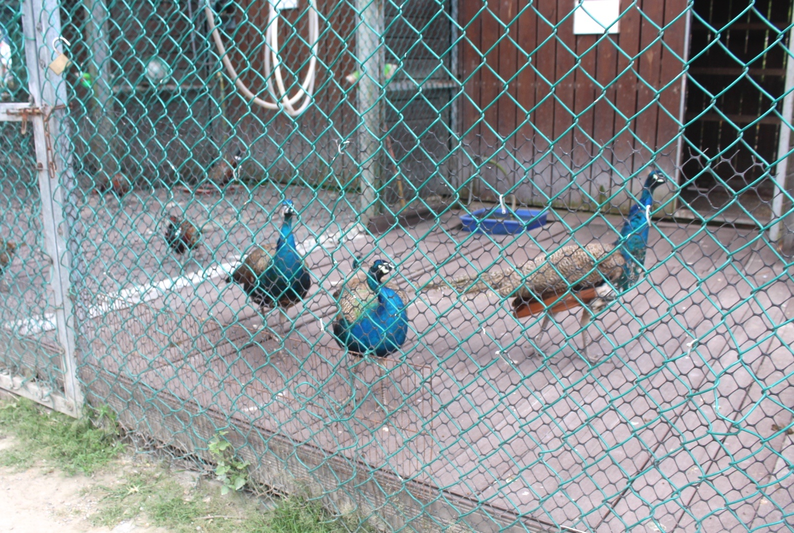 免費景點,動物餵食,臺開心農(nóng)場,小鹿斑比,花蓮景點,騎馬