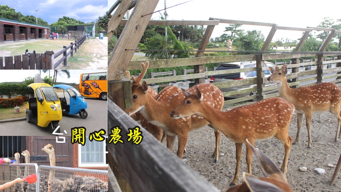 免費景點,動物餵食,臺開心農場,小鹿斑比,花蓮景點,騎馬 @艾瑪  吃喝玩樂札記