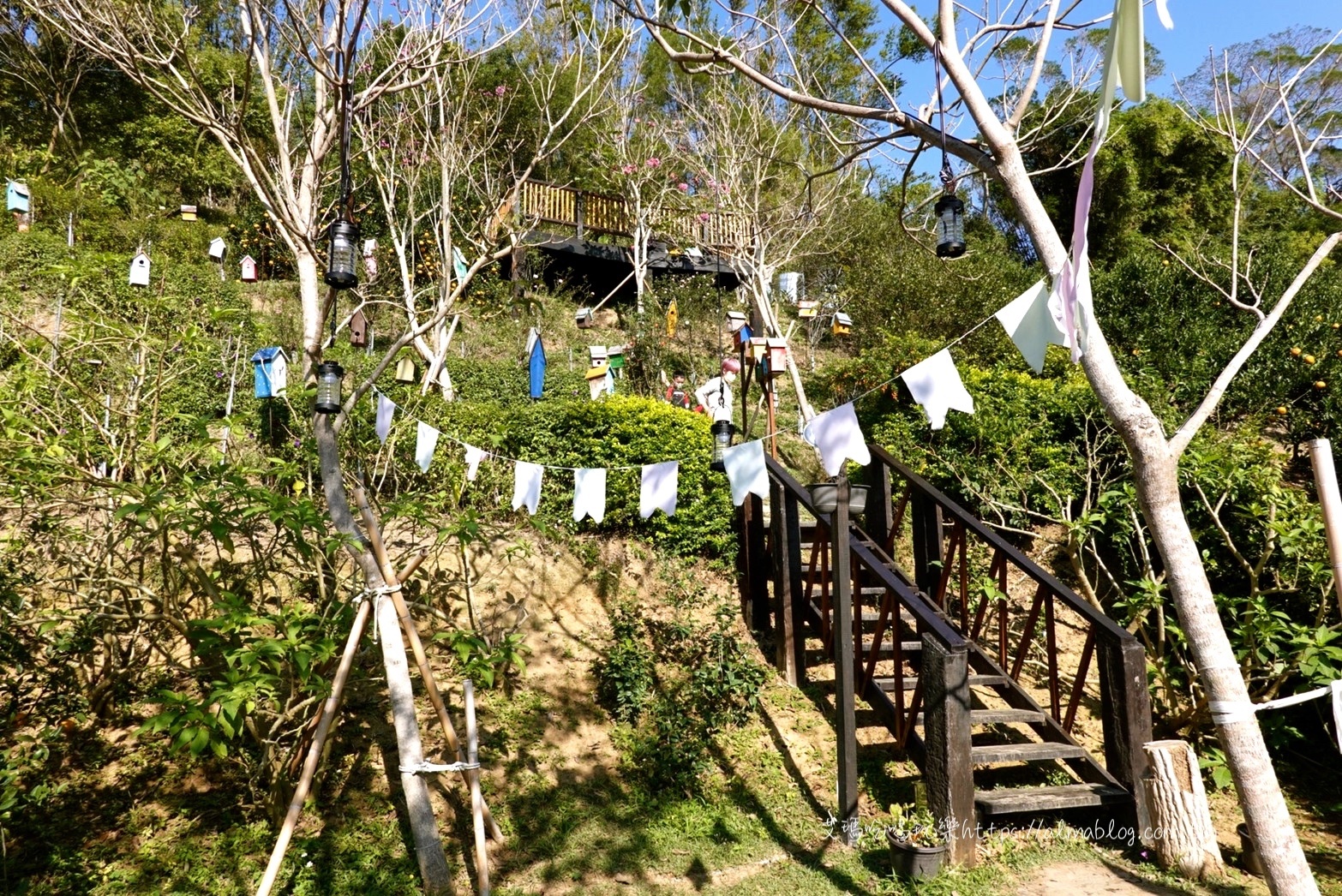 採果,橙香景點,橙香森林,玻璃屋餐廳,苗栗景點