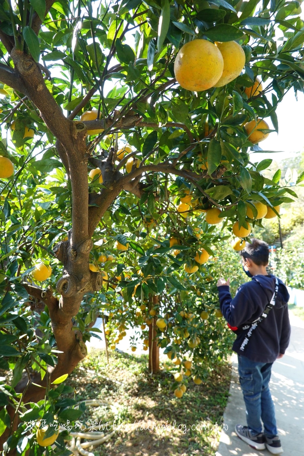 橙香森林