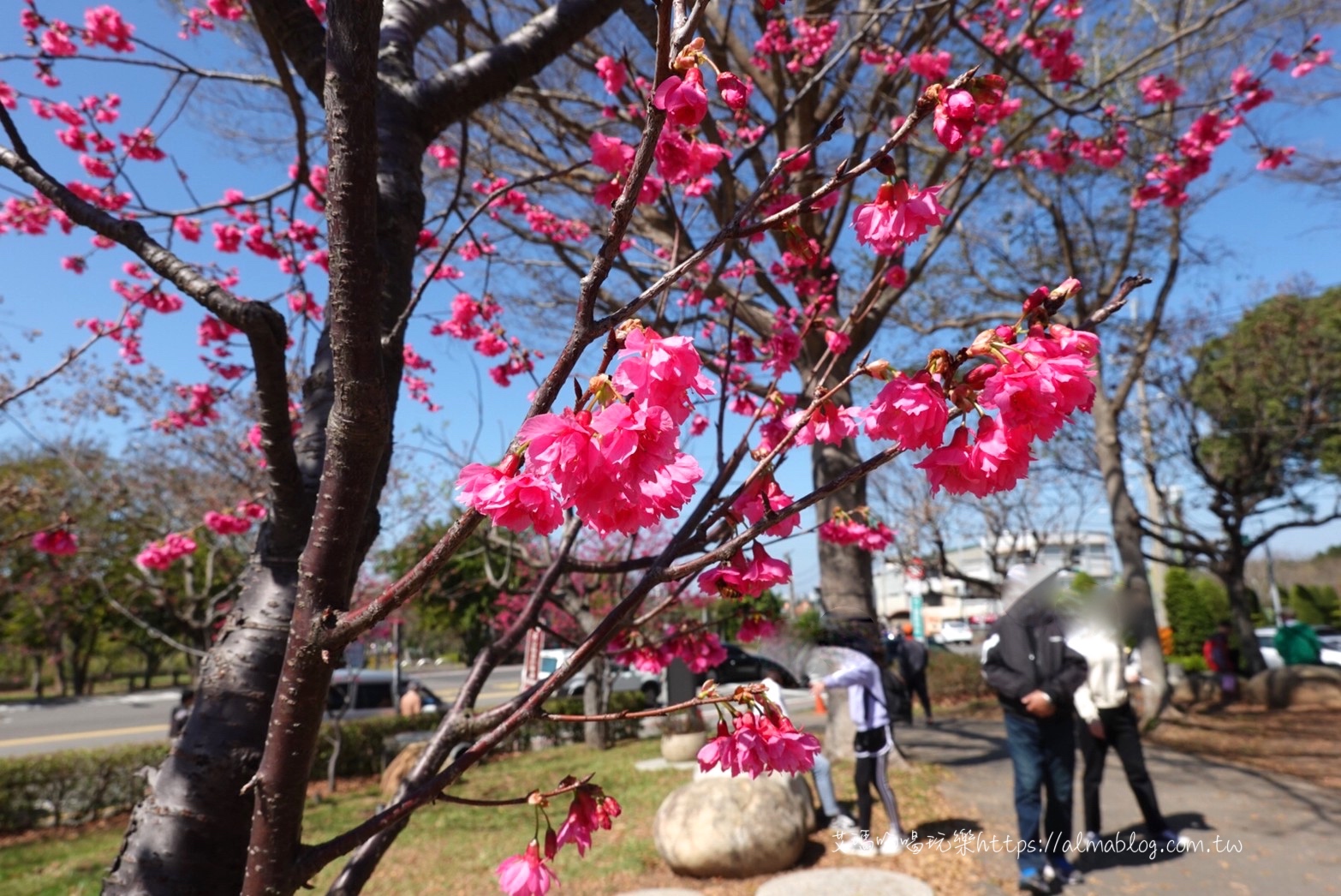 中科崴立櫻花公園