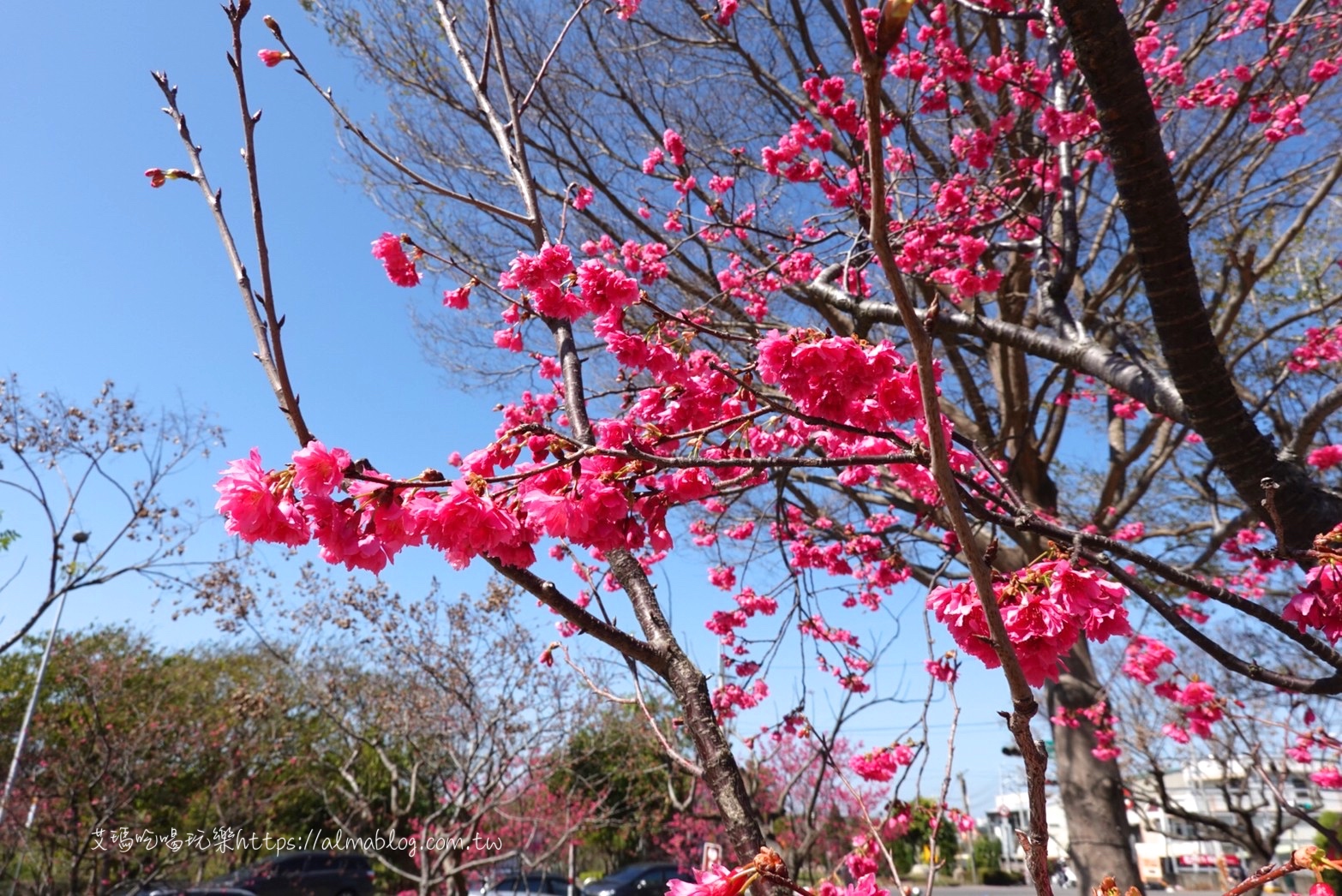 中科崴立櫻花公園