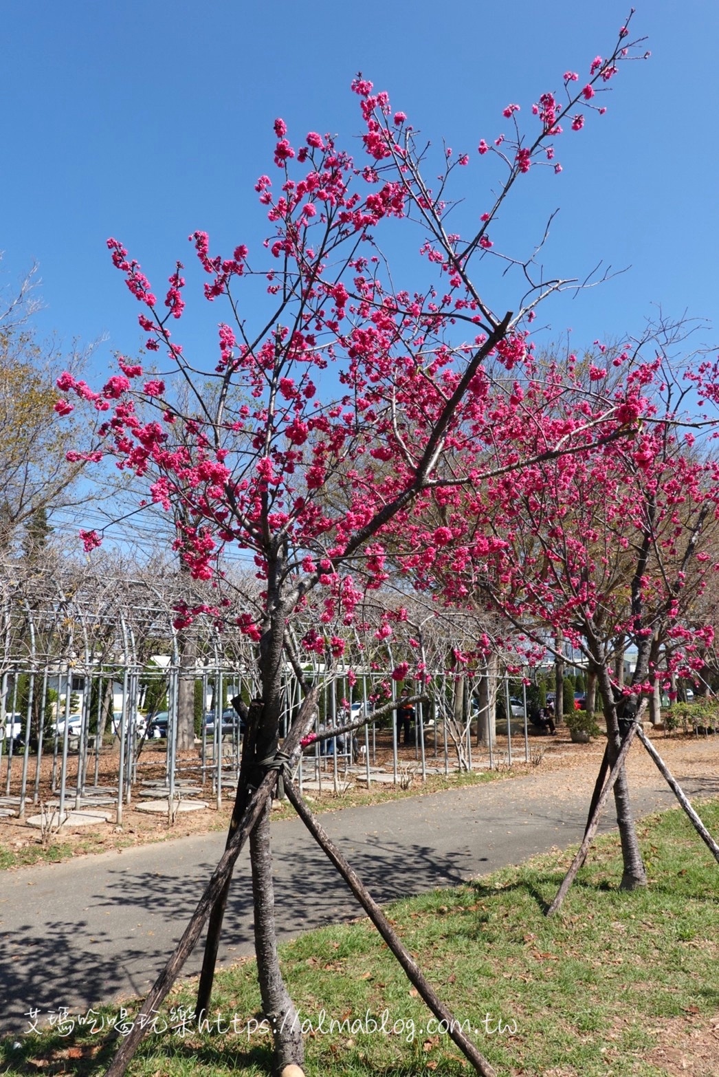 中科崴立櫻花公園