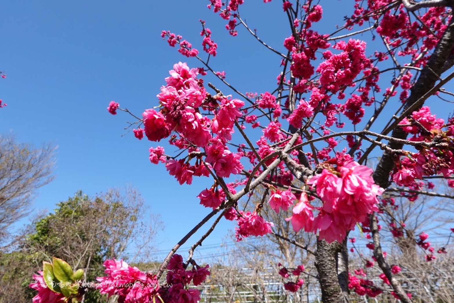 中科崴立櫻花公園