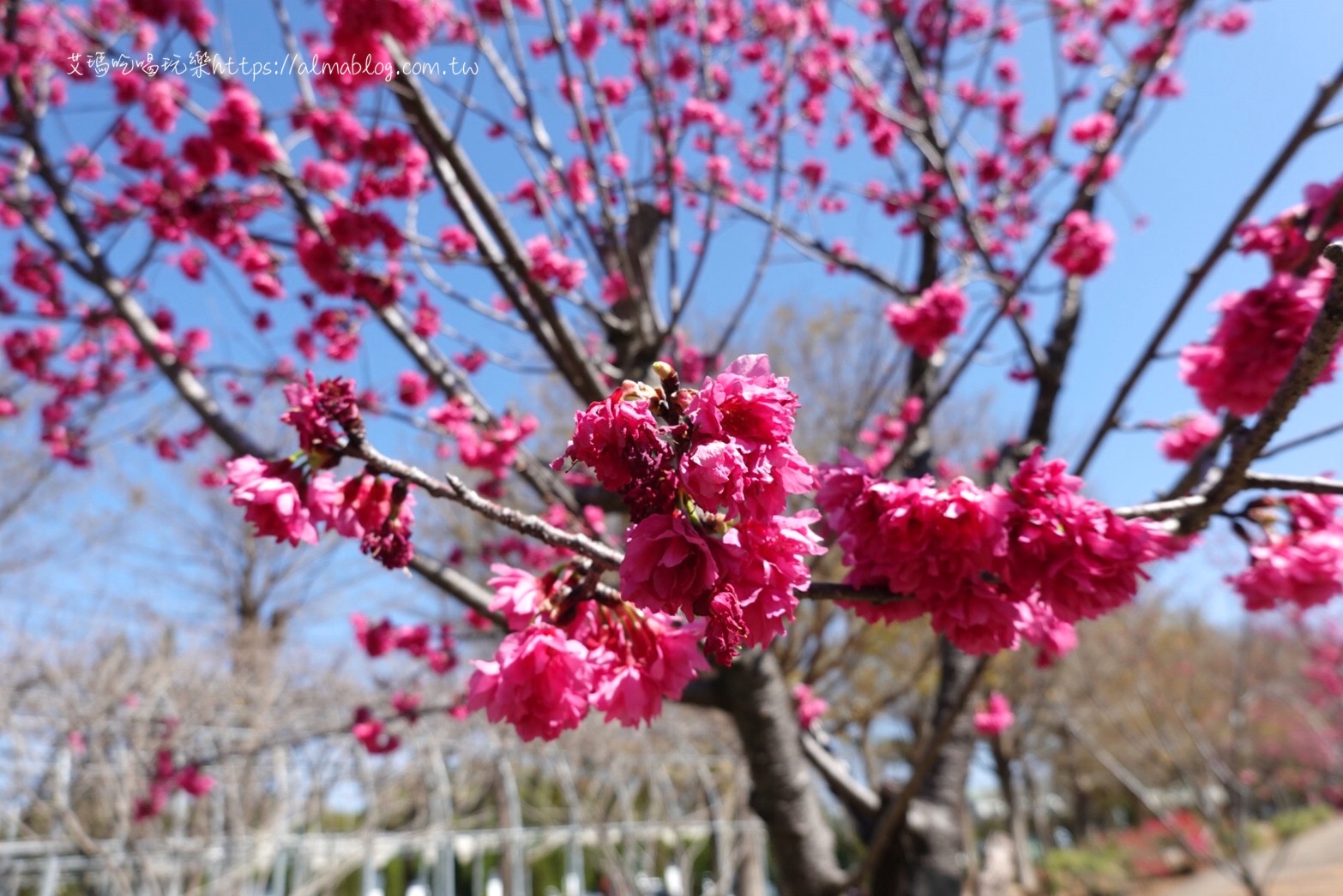 中科崴立櫻花公園