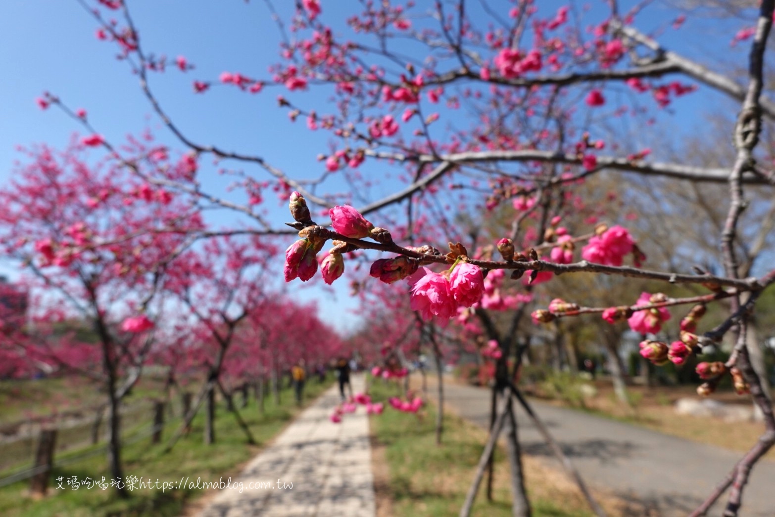 中科崴立櫻花公園