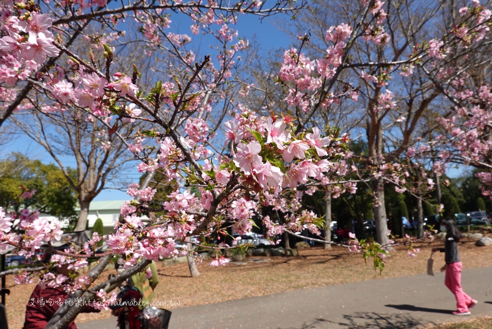 中科崴立櫻花公園