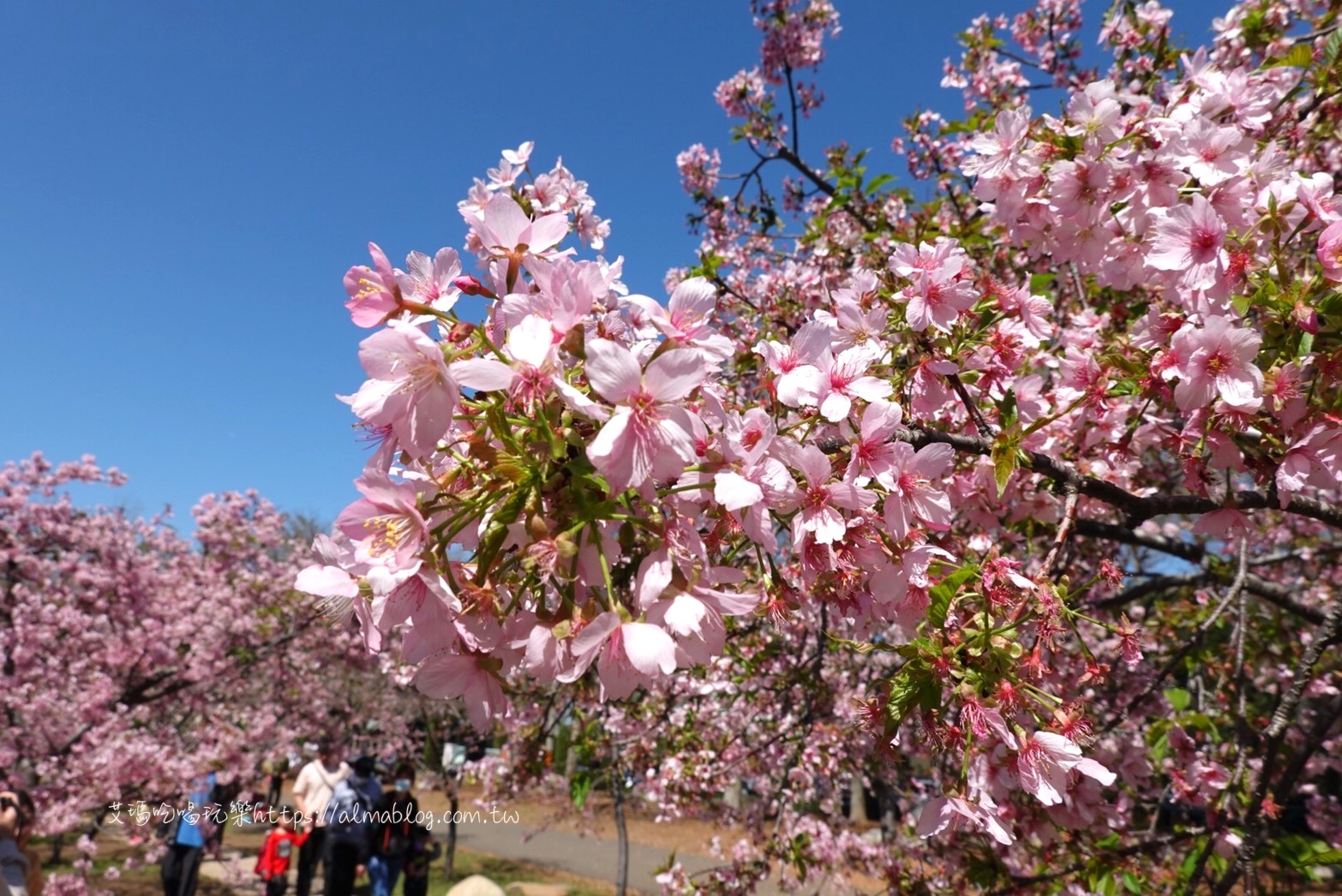 中科崴立櫻花公園