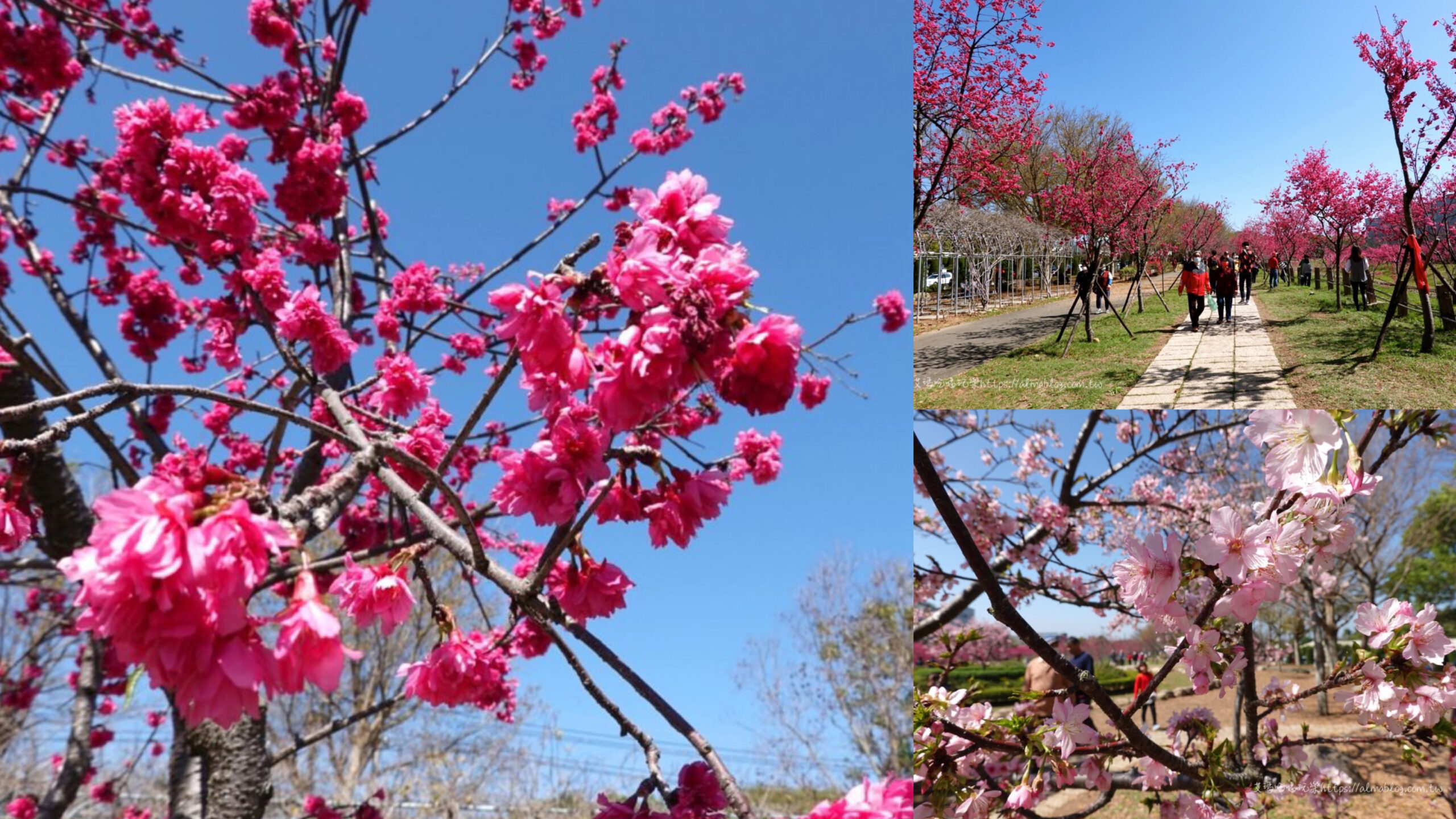 中科崴立櫻花公園,免費景點,臺中景點,櫻花公園,賞櫻 @艾瑪  吃喝玩樂札記