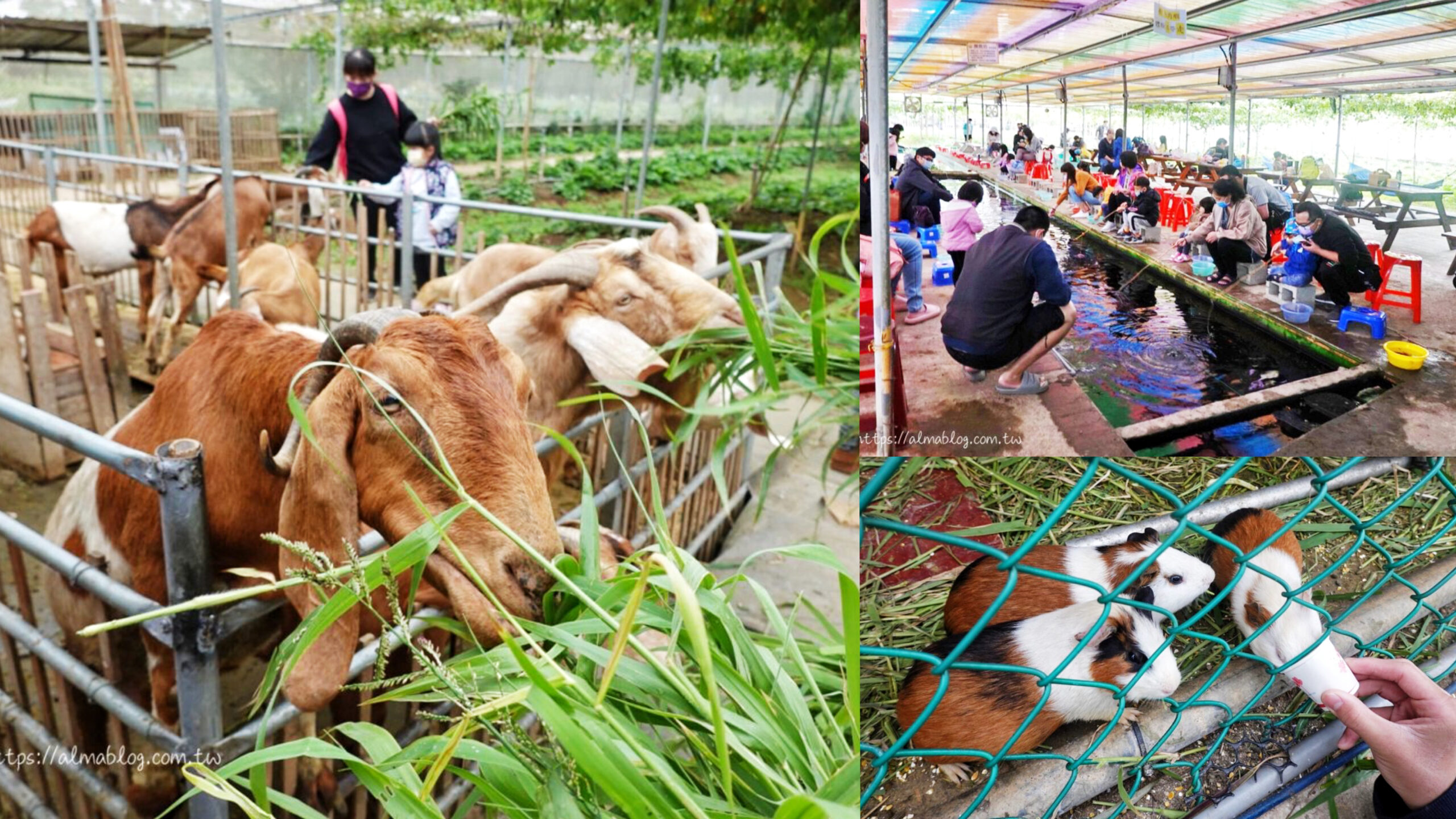 diy,動物,大園景點,摘菜採果,桃園農場,陽榮休閒農場