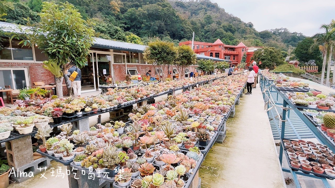 〖三和青創基地〗老屋廢棄雞舍改建文青基地．玩一下午不是問題，多肉植物DIY.親子餐廳.錦鯉園.釣魚樂.採砂糖橘