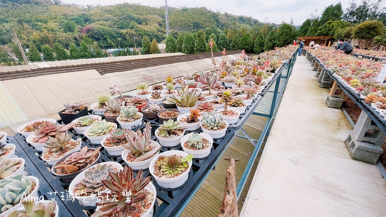 〖三和青創基地〗老屋廢棄雞舍改建文青基地．玩一下午不是問題，多肉植物DIY.親子餐廳.錦鯉園.釣魚樂.採砂糖橘