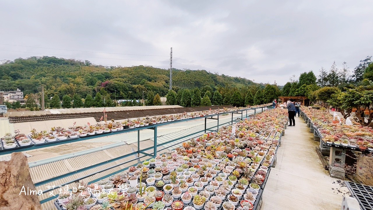 〖三和青創基地〗老屋廢棄雞舍改建文青基地．玩一下午不是問題，多肉植物DIY.親子餐廳.錦鯉園.釣魚樂.採砂糖橘