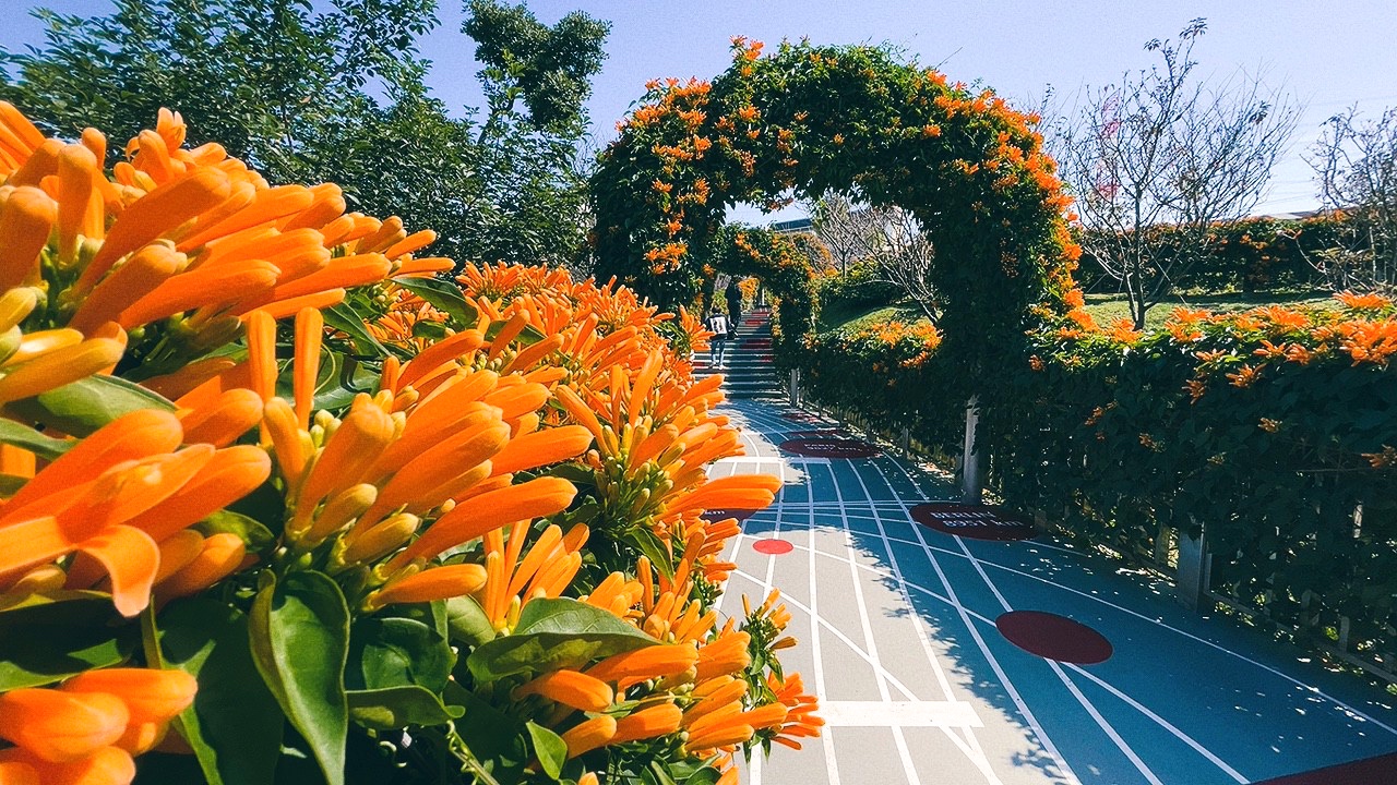 免費景點,新北公園,永吉公園,炮仗花