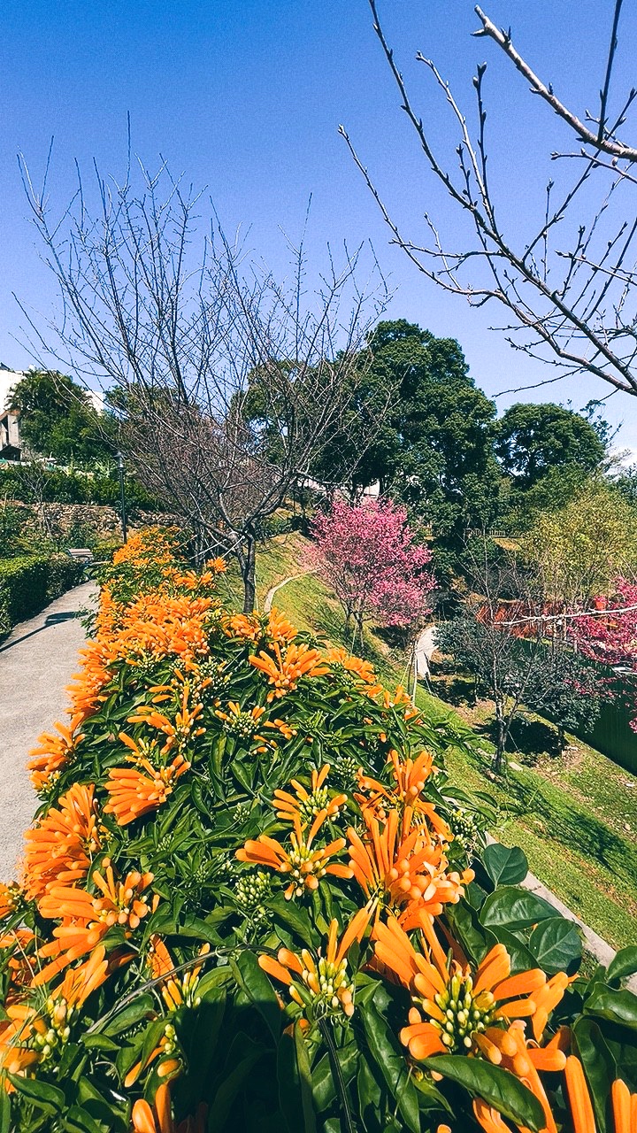 免費景點,新北公園,永吉公園,炮仗花