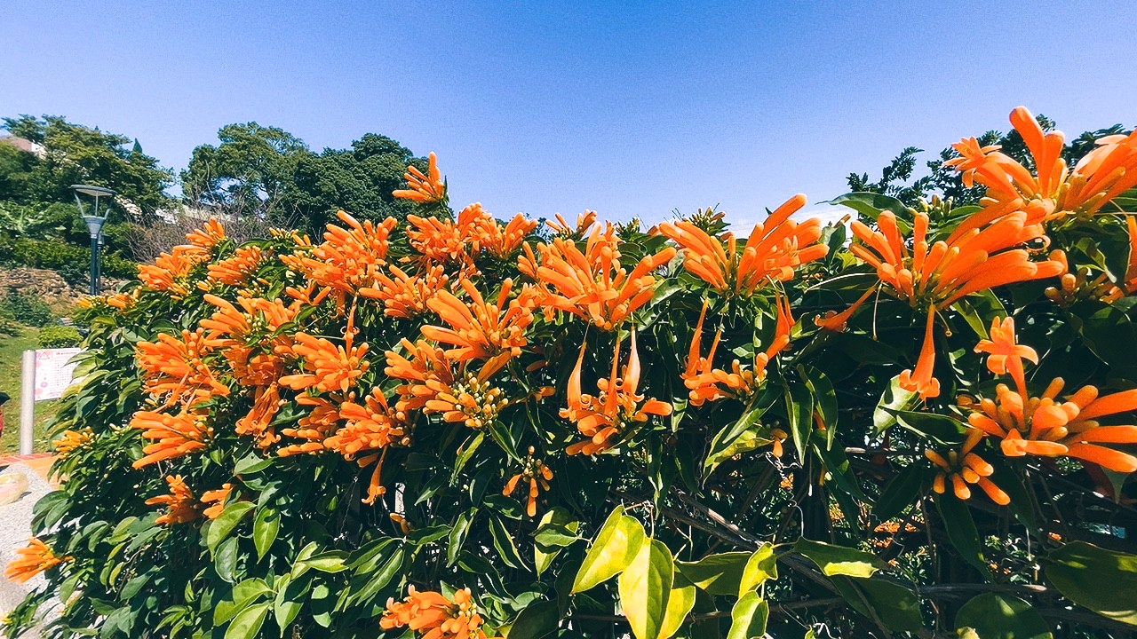 免費景點,新北公園,永吉公園,炮仗花