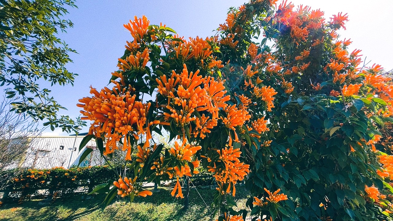 免費景點,新北公園,永吉公園,炮仗花