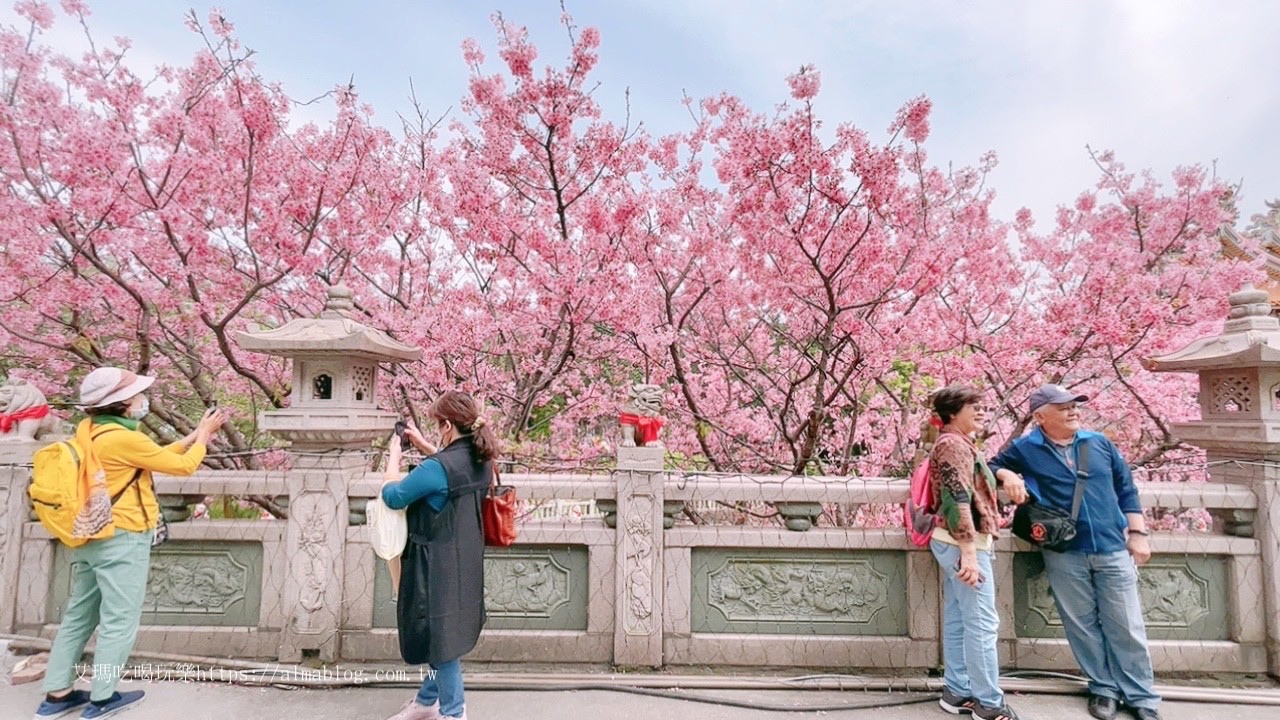 免費景點,林口景點,櫻花,竹林寺,竹林山觀音寺,賞櫻花