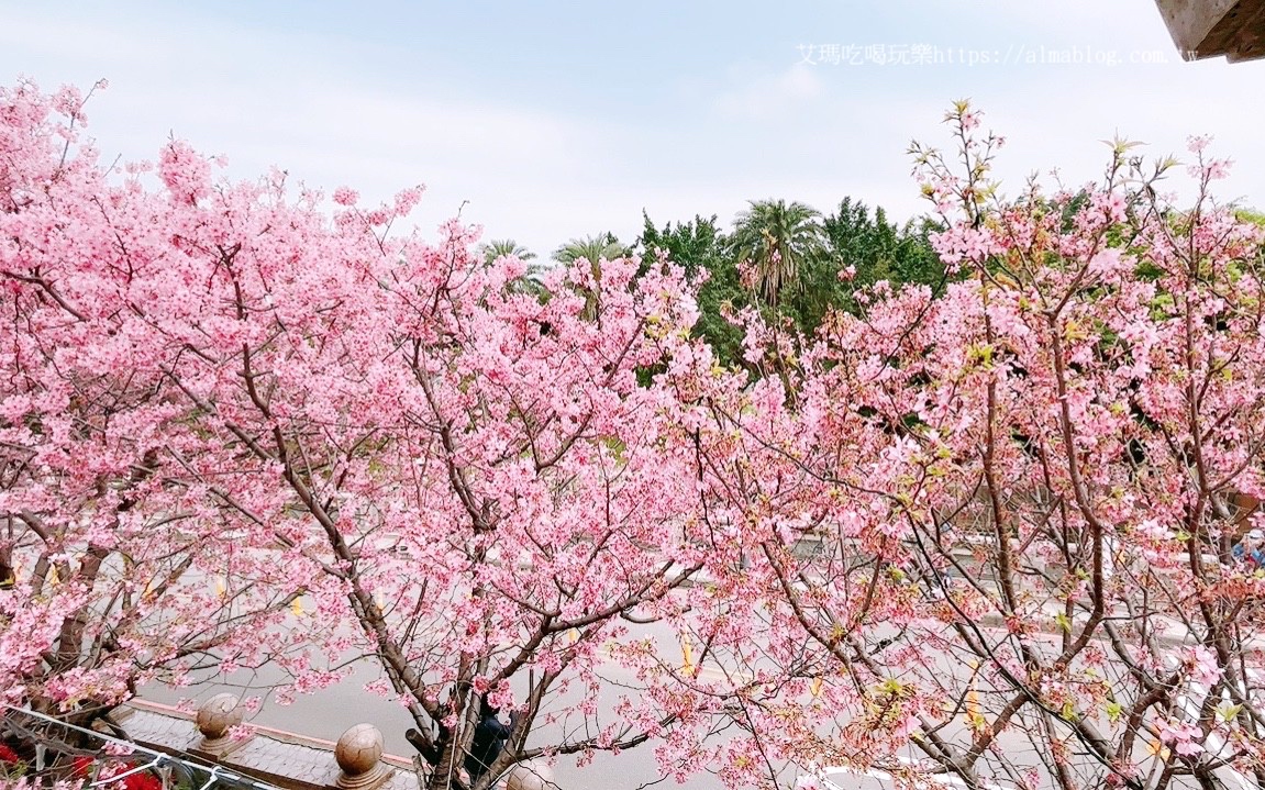 免費景點,林口景點,櫻花,竹林寺,竹林山觀音寺,賞櫻花