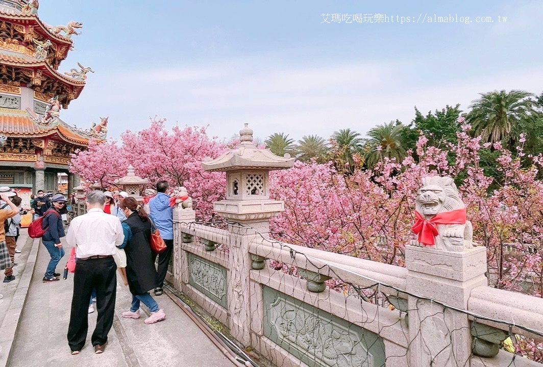 免費景點,林口景點,櫻花,竹林寺,竹林山觀音寺,賞櫻花