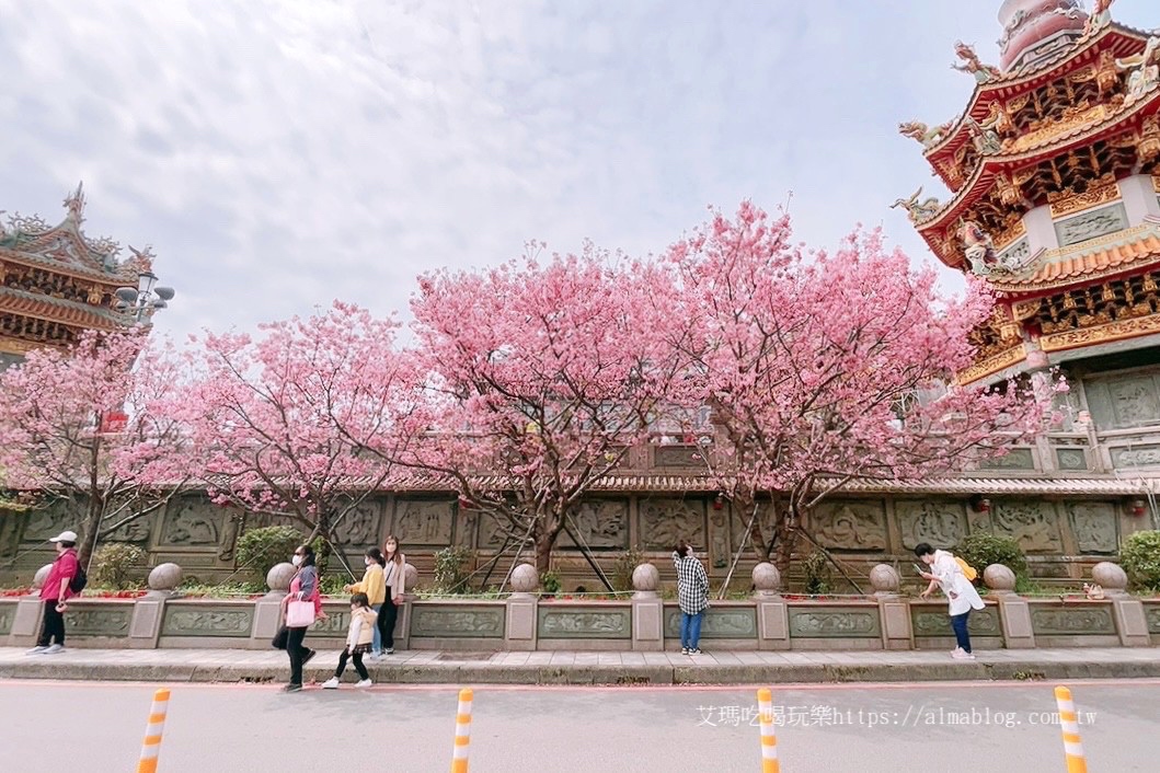 免費景點,林口景點,櫻花,竹林寺,竹林山觀音寺,賞櫻花