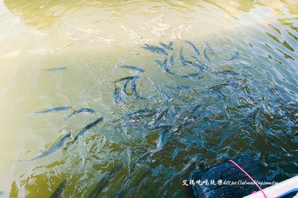 宜蘭景點,輕親魚朵生態園區,釣蝦,釣魚,鹽焗臺灣鯛