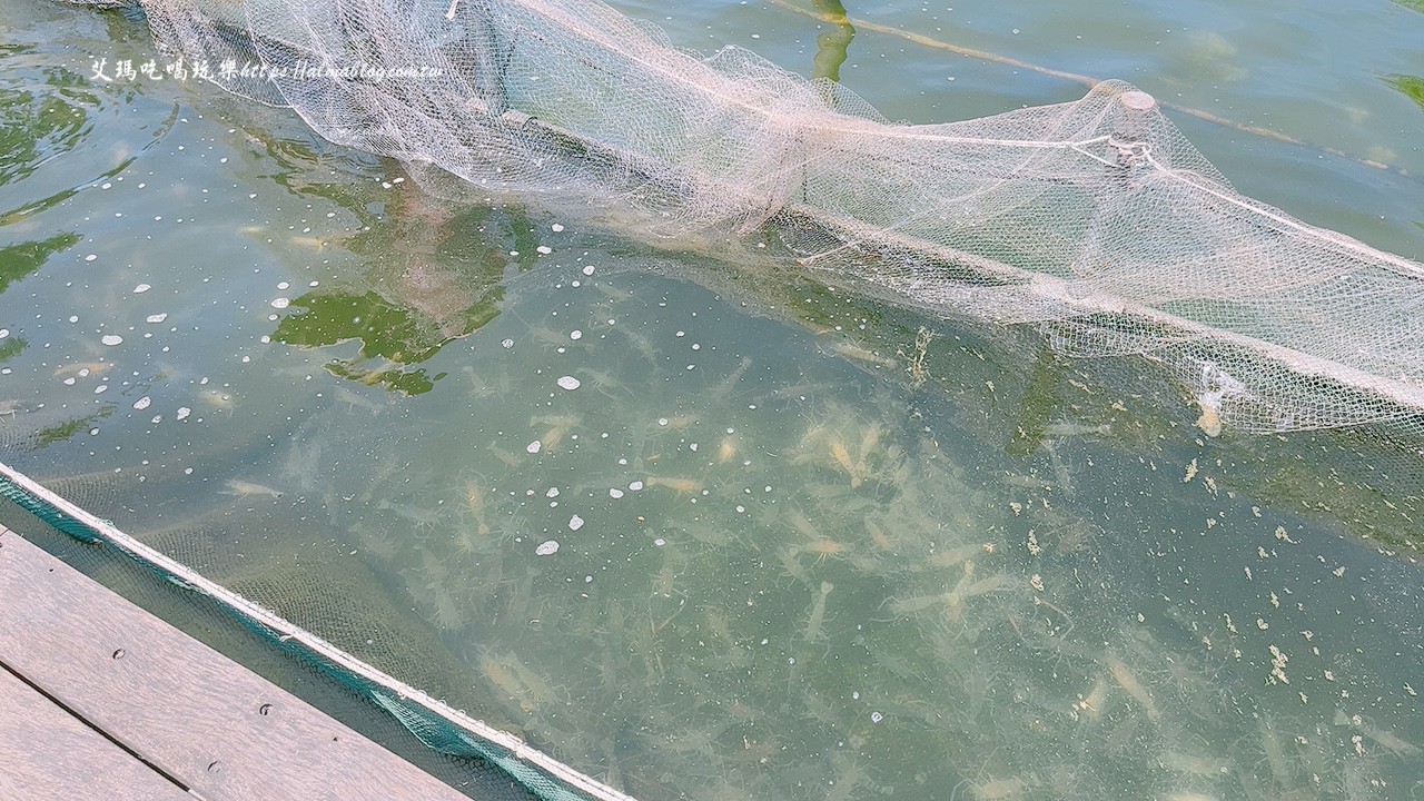 宜蘭景點,輕親魚朵生態園區,釣蝦,釣魚,鹽焗臺灣鯛