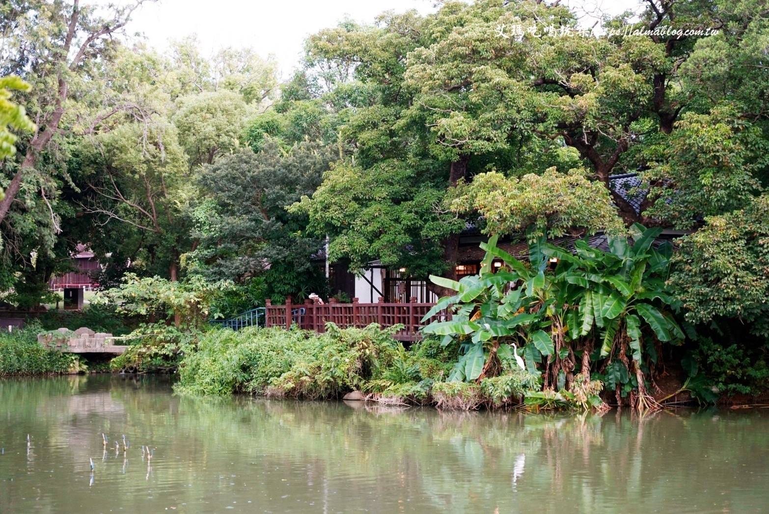 麗池畔,新竹公園,老宅,定食,日料,立體拉花,麗池生活美學(xué)館,餵食,公園,免費景點,鯖魚定食