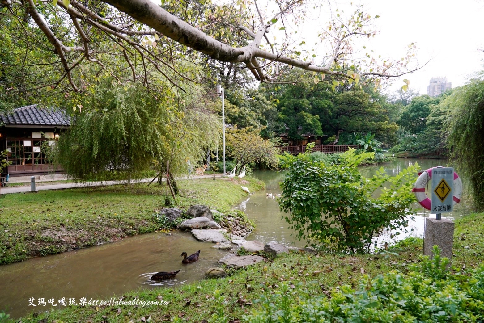 麗池畔,新竹公園,老宅,定食,日料,立體拉花,麗池生活美學(xué)館,餵食,公園,免費景點,鯖魚定食