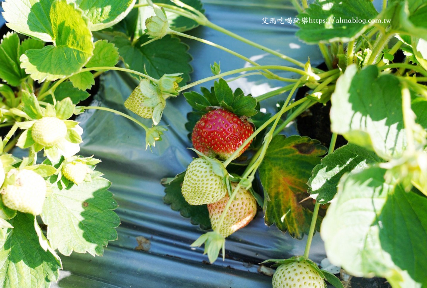 太湖觀光草莓園