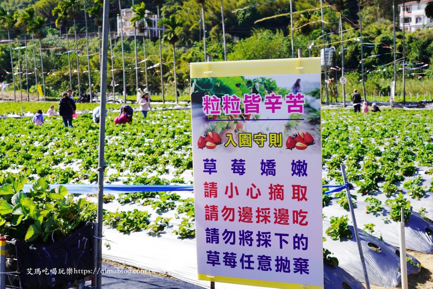 太湖觀光草莓園