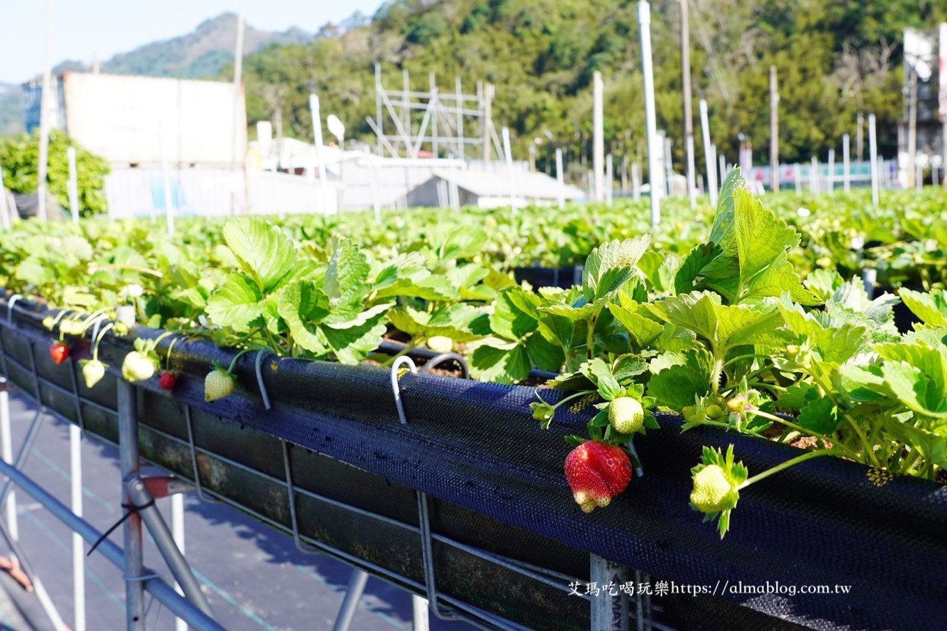 太湖觀光草莓園