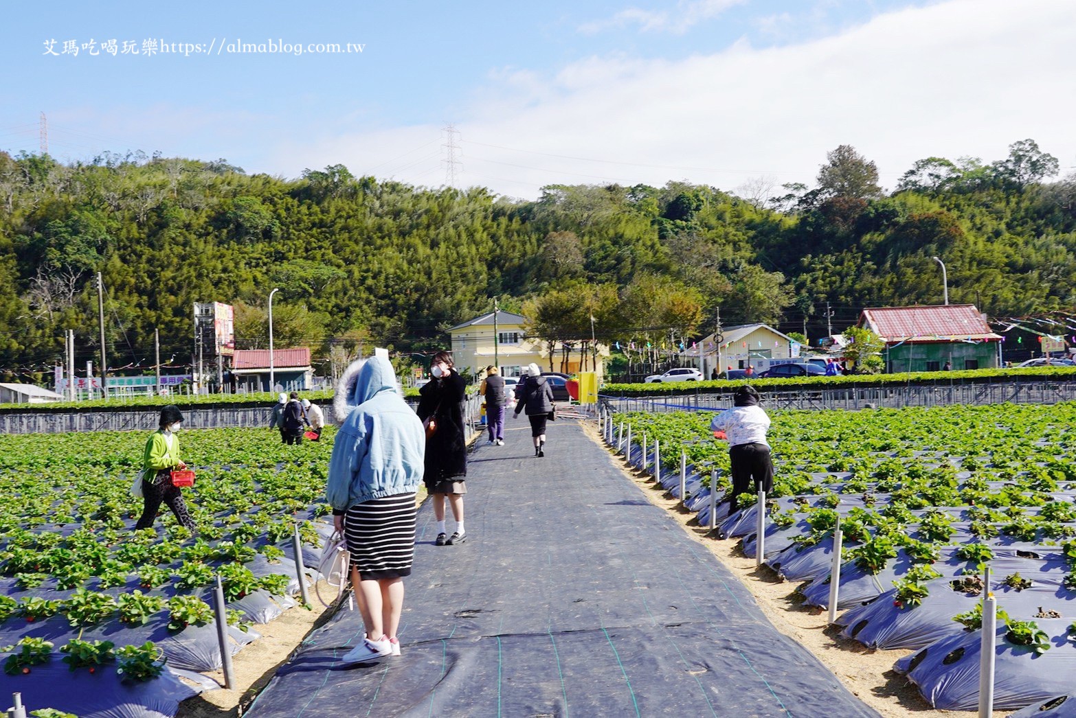 太湖觀光草莓園