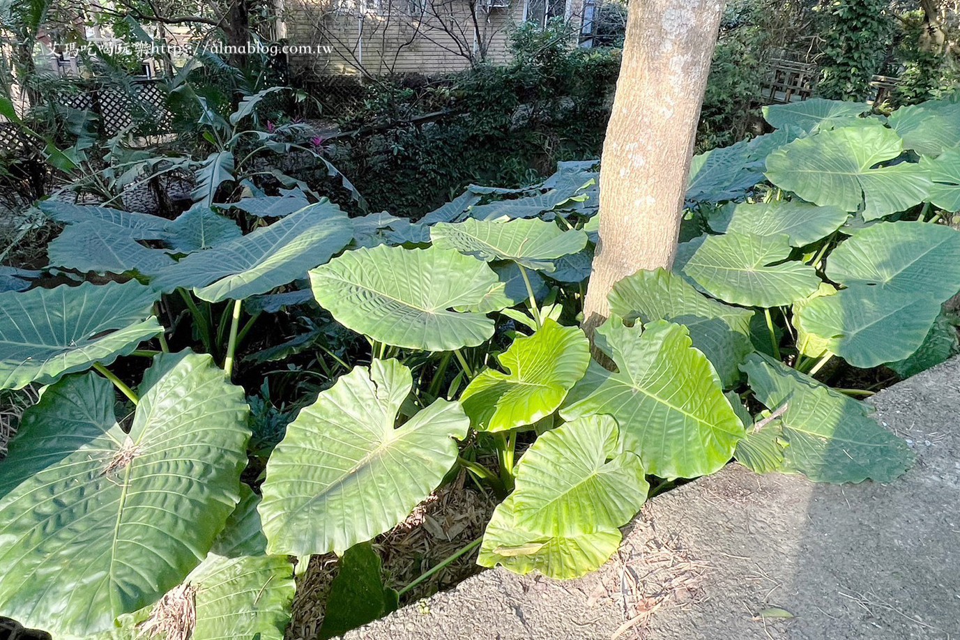 小木屋竹圃茶園