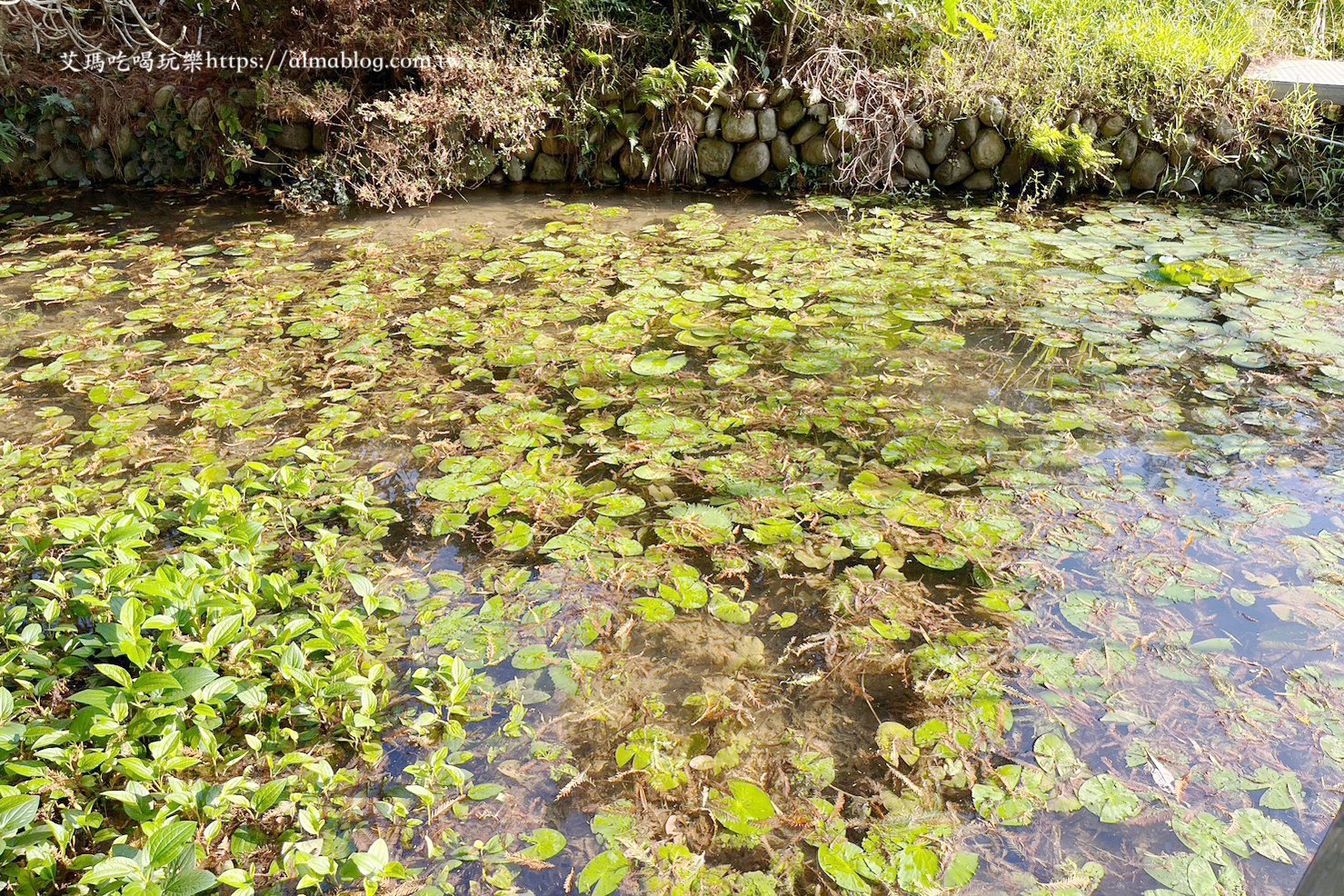 小木屋竹圃茶園