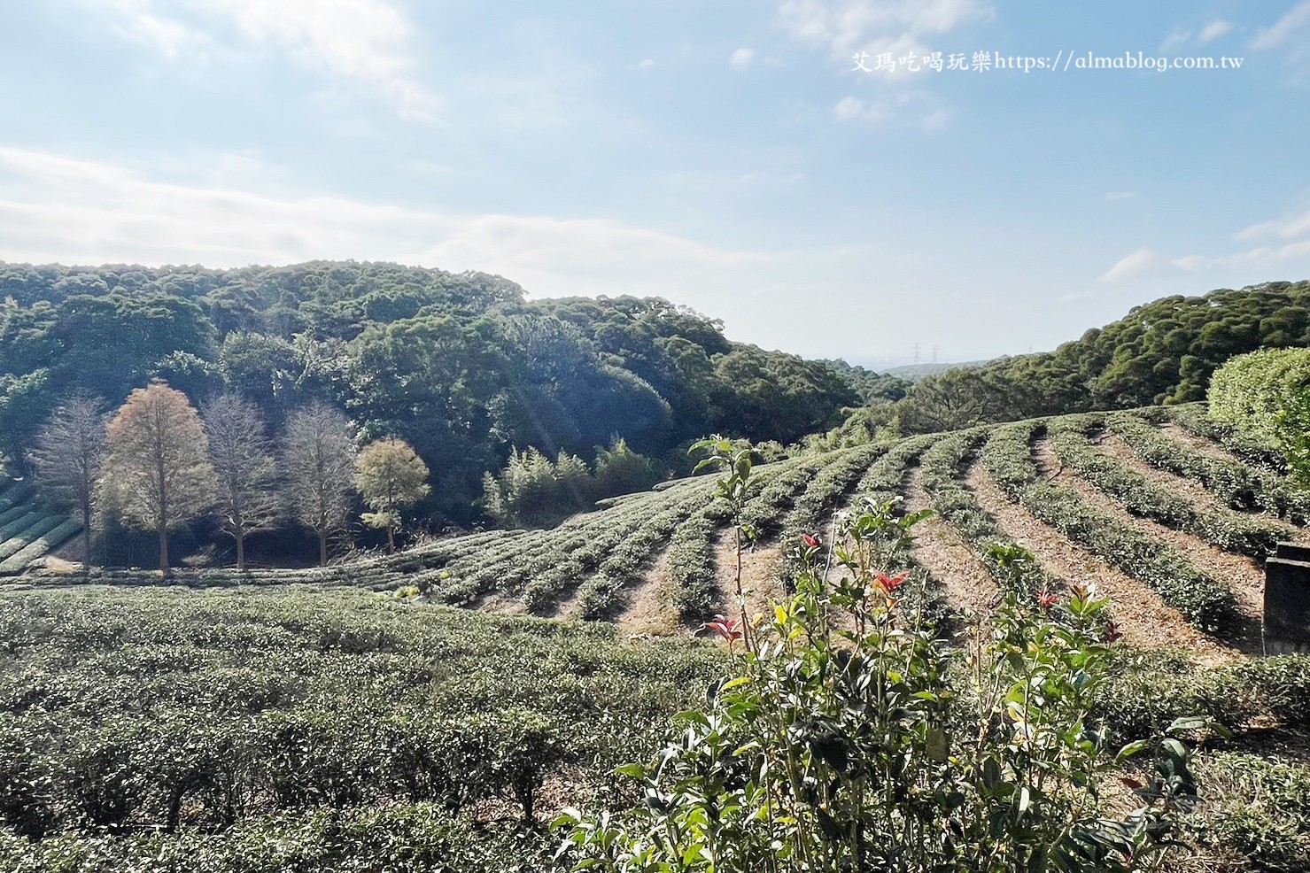 小木屋竹圃茶園