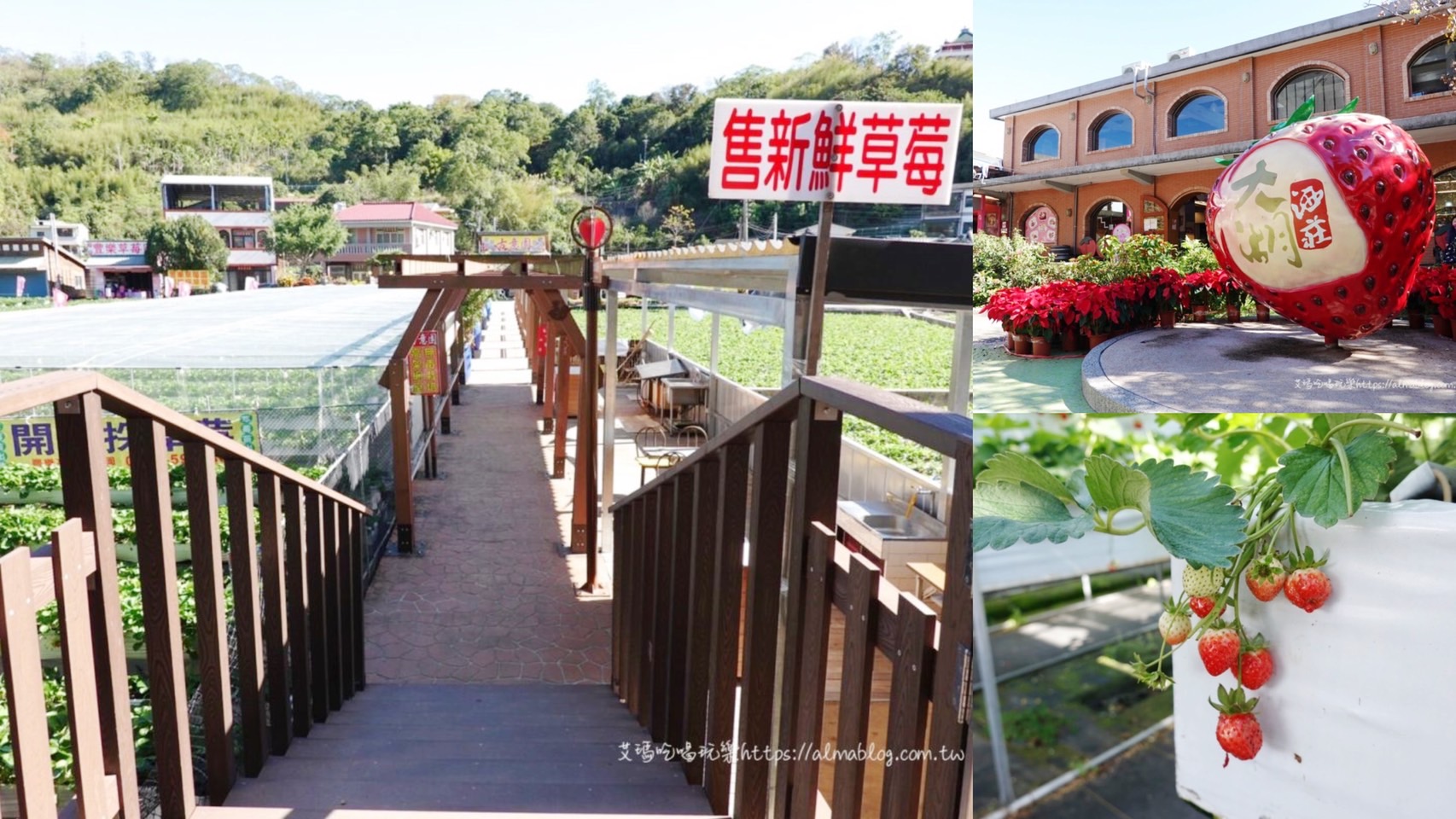 苗栗景點,免費景點,採果,草莓,太湖觀光草莓園,草莓園,大湖草莓