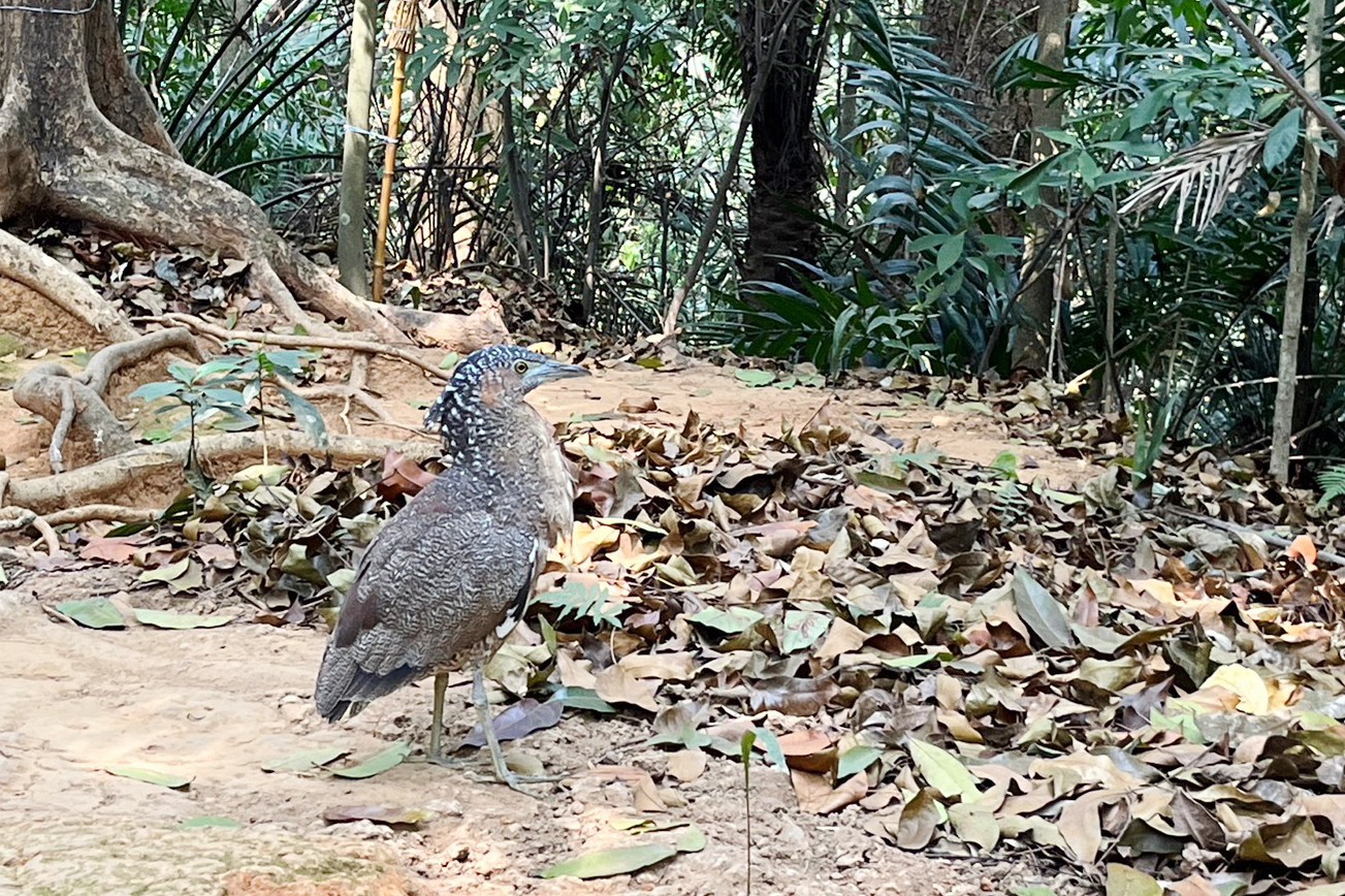 KANO園區,Kano遊客中心,免費景點,公園,嘉義之森Jmori,嘉義公園射日塔,嘉義景點,太空主題溜滑梯,孔廟,昭和十八j18,棒球場,樹屋尋寶遊戲場,親子景點