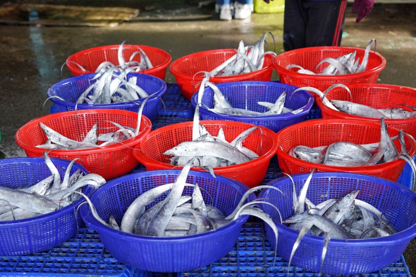 批發,新竹景點,明發定置漁場,買魚,野生魚瀑布,香山景點,魚,魚港