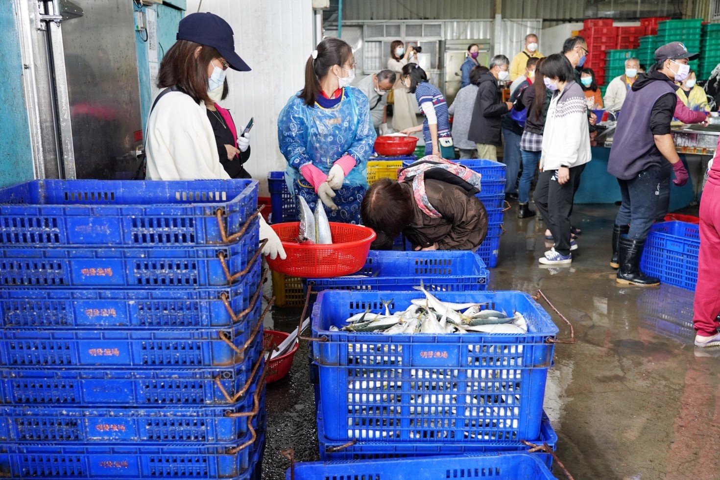 批發,新竹景點,明發定置漁場,買魚,野生魚瀑布,香山景點,魚,魚港