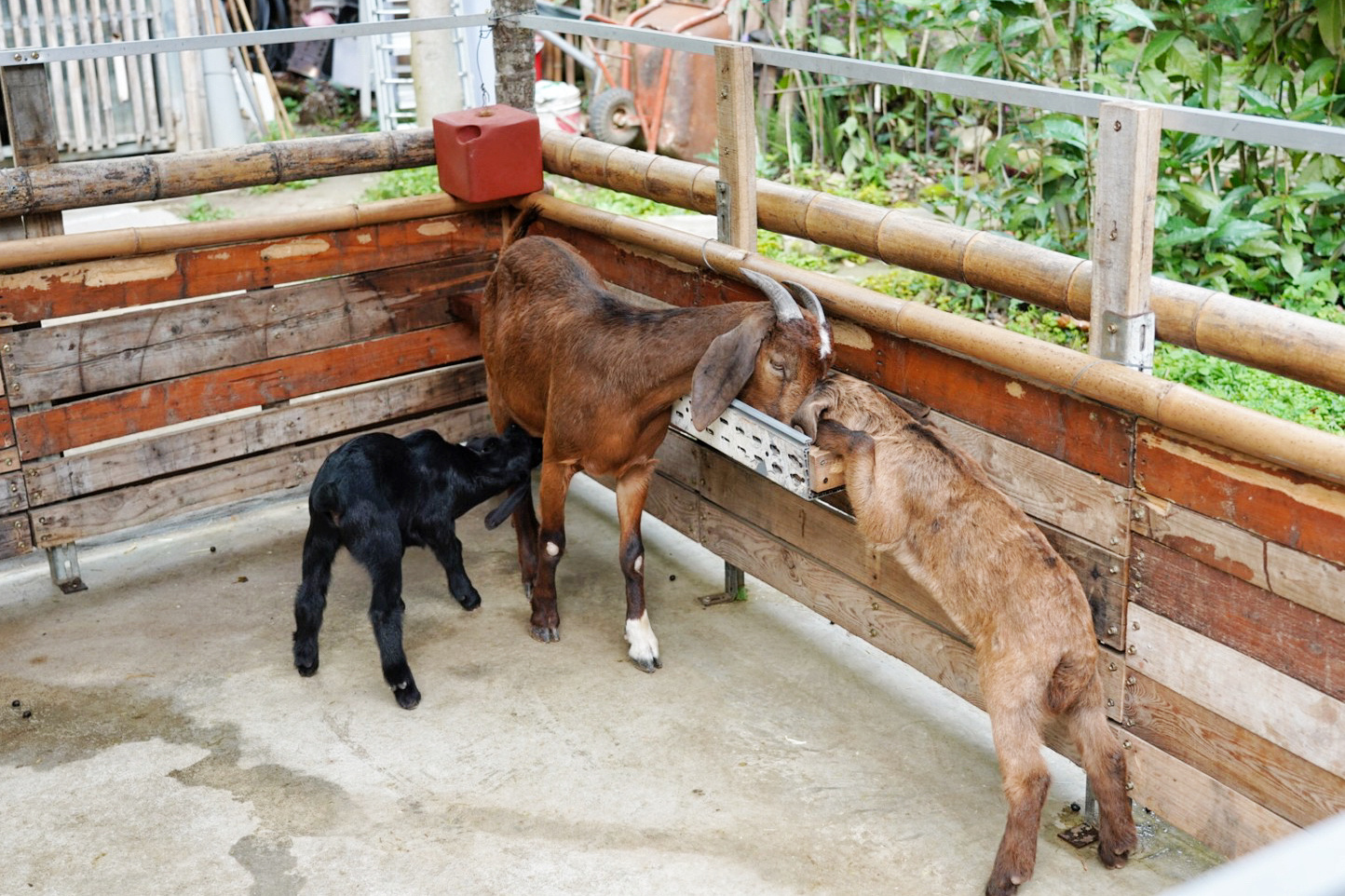 享自在,落羽松,景觀餐廳,咖啡館,下午茶,餵食,動物,歲月餐廳,鹿寮餐廳,澄石餐廳,松韻餐廳,鳳梨酥,錦鯉,波爾山羊,冰沙