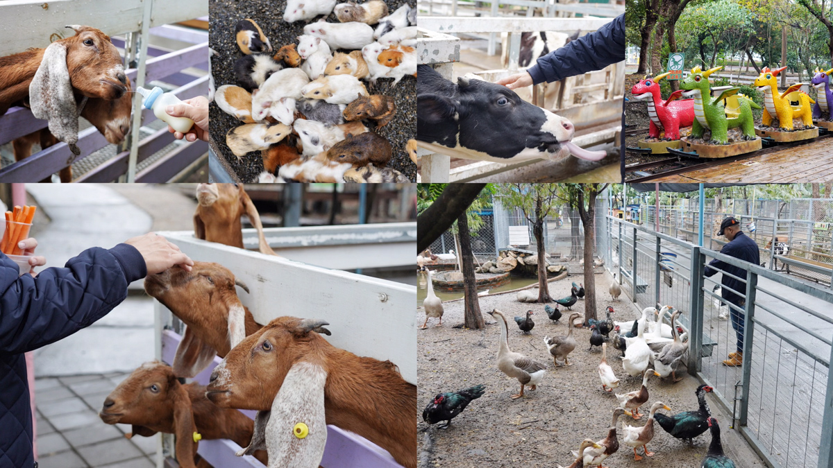 動物園,臺南好玩,臺南景點,天竺鼠,孔雀,小火車,小白鼠,戶外教學,梅花鹿,樹谷農場,沙坑,溜滑梯,羊,親子景點,農場,餵食,馬,鴕鳥 @艾瑪  吃喝玩樂札記