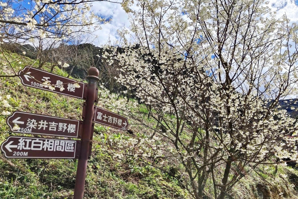 三峽大熊櫻花林