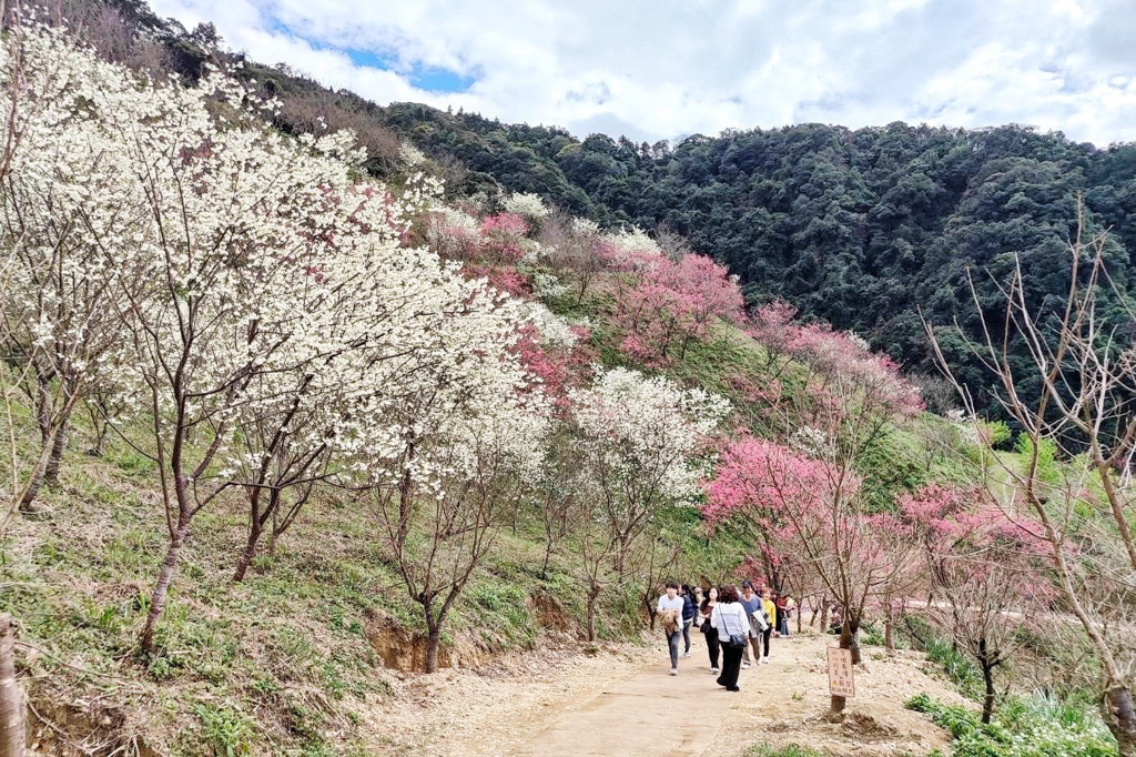 三峽大熊櫻花林