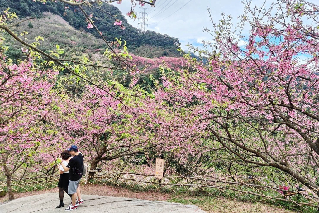 三峽大熊櫻花林