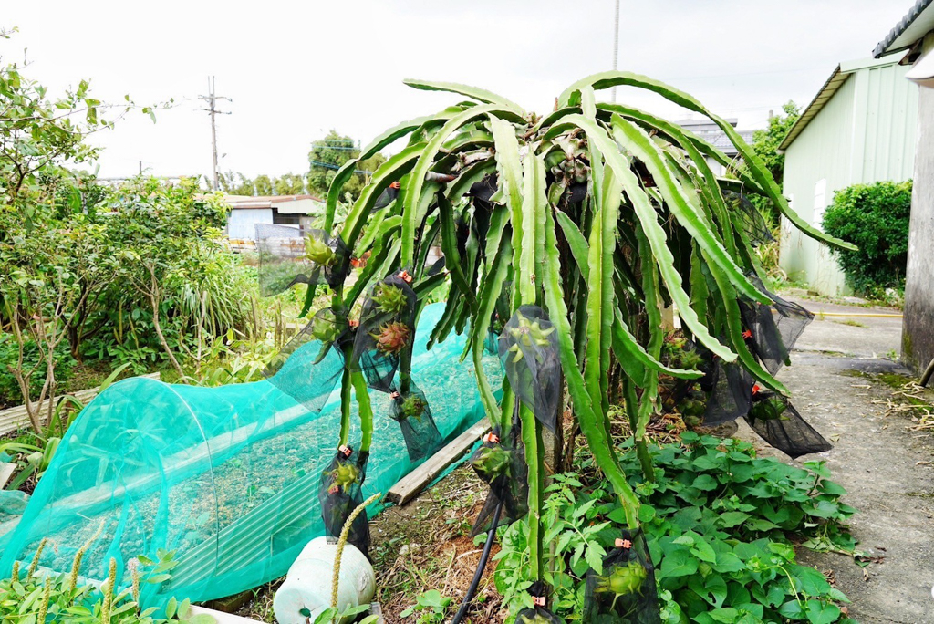 番社古早雞家常菜?